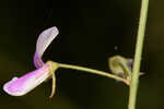 Pine barren ticktrefoil